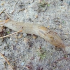 Ambigolimax sp. (valentius and waterstoni) at Boro, NSW - suppressed