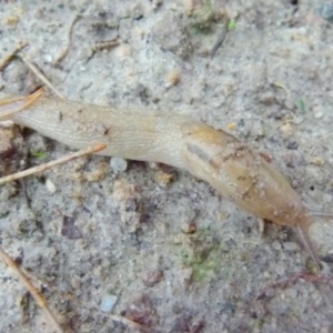 Ambigolimax sp. (valentius and waterstoni) at Boro, NSW - 20 Jan 2022