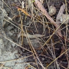 Ambigolimax sp. (valentius and waterstoni) at Boro, NSW - 20 Jan 2022