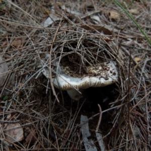 zz agaric (stem; gills white/cream) at Boro, NSW - suppressed