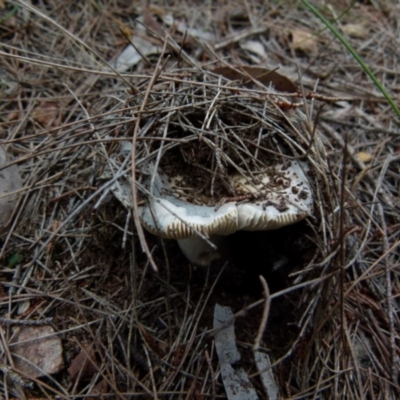 zz agaric (stem; gills white/cream) at QPRC LGA - 20 Jan 2022 by Paul4K