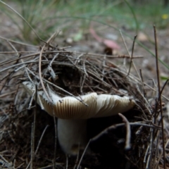 zz agaric (stem; gills white/cream) at Boro, NSW - suppressed