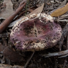 Russula 'purpureoflava group' at QPRC LGA - 20 Jan 2022 by Paul4K