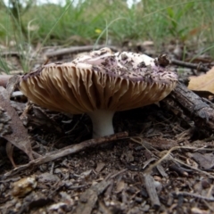 Russula 'purpureoflava group' at Boro, NSW - 20 Jan 2022 03:30 PM