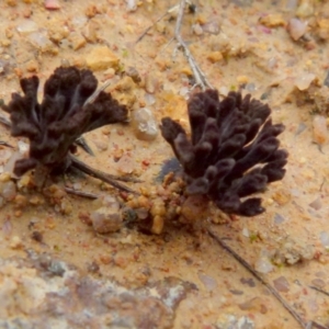 Thelephora 'palmata group' at Boro, NSW - suppressed