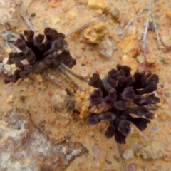 Thelephora 'palmata group' at Boro, NSW - suppressed