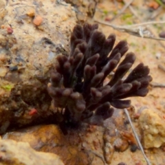 Thelephora 'palmata group' at Boro, NSW - 20 Jan 2022