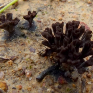 Thelephora 'palmata group' at Boro, NSW - suppressed