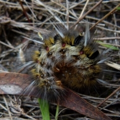 Anthela ocellata (Eyespot Anthelid moth) at Boro - 20 Jan 2022 by Paul4K