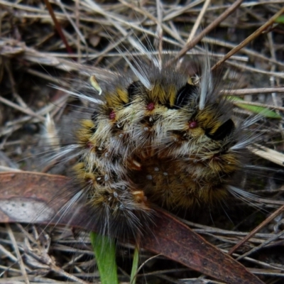 Anthela ocellata (Eyespot Anthelid moth) at QPRC LGA - 20 Jan 2022 by Paul4K