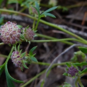 Actinotus gibbonsii at Boro, NSW - 20 Jan 2022