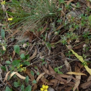 Actinotus gibbonsii at Boro, NSW - 20 Jan 2022