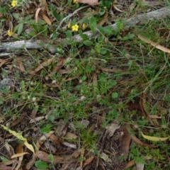 Actinotus gibbonsii at Boro, NSW - 20 Jan 2022