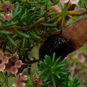 Platyzosteria similis at Boro, NSW - 21 Jan 2022