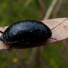 Platyzosteria similis at Boro, NSW - 21 Jan 2022