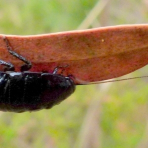 Platyzosteria similis at Boro, NSW - 21 Jan 2022