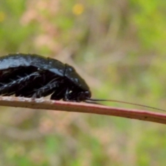 Platyzosteria similis at Boro, NSW - 21 Jan 2022