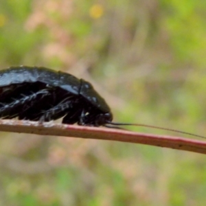 Platyzosteria similis at Boro, NSW - 21 Jan 2022