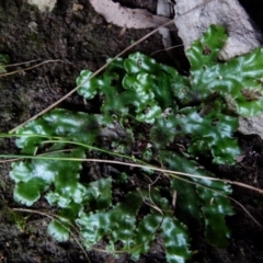 Marchantia sp. (genus) (A Liverwort) at Boro - 20 Jan 2022 by Paul4K