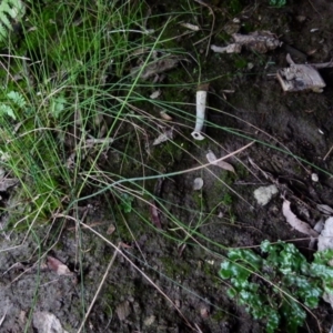 Marchantia sp. (genus) at Boro, NSW - suppressed