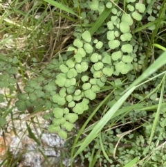 Adiantum aethiopicum (Common Maidenhair Fern) at Paddys River, ACT - 21 Jan 2022 by JaneR