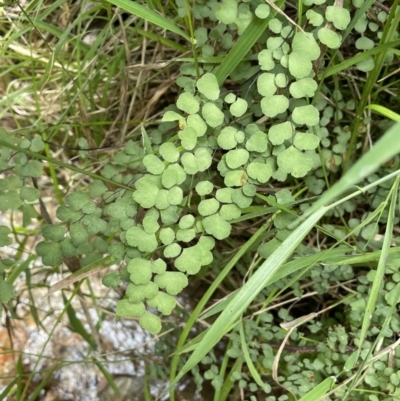 Adiantum aethiopicum (Common Maidenhair Fern) at Tidbinbilla Nature Reserve - 21 Jan 2022 by JaneR