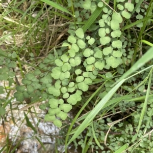 Adiantum aethiopicum (Common maidenhair fern) at Paddys River, ACT by JaneR