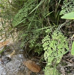 Adiantum aethiopicum at Paddys River, ACT - 21 Jan 2022