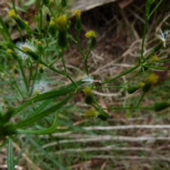 Senecio diaschides (Erect Groundsel) at Boro, NSW - 20 Jan 2022 by Paul4K
