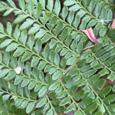 Polystichum proliferum (Mother Shield Fern) at Tidbinbilla Nature Reserve - 21 Jan 2022 by JaneR