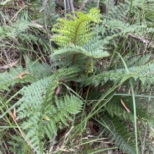 Polystichum proliferum at Paddys River, ACT - 21 Jan 2022 02:42 PM