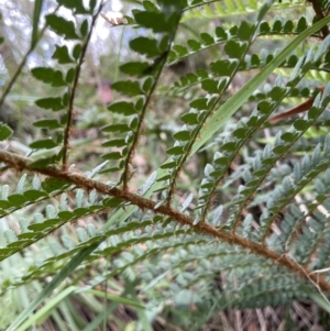 Polystichum proliferum at Paddys River, ACT - 21 Jan 2022 02:42 PM