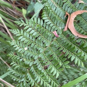 Polystichum proliferum at Paddys River, ACT - 21 Jan 2022 02:42 PM