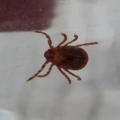 Unidentified Mite and Tick (Acarina) (TBC) at Boro, NSW - 21 Jan 2022 by Paul4K