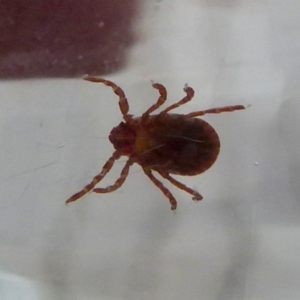 Unidentified Mite and Tick (Acarina) (TBC) at suppressed by Paul4K