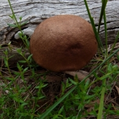Unverified Cap on a stem; pores below cap [boletes & stemmed polypores] by Paul4K