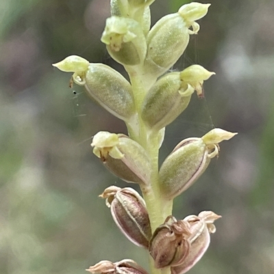 Microtis unifolia (Common Onion Orchid) at Paddys River, ACT - 21 Jan 2022 by JaneR