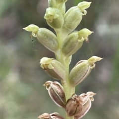Microtis unifolia (Common onion orchid) at Paddys River, ACT - 21 Jan 2022 by JaneR