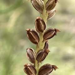 Microtis unifolia at Paddys River, ACT - suppressed