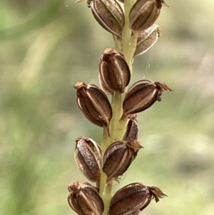 Microtis unifolia at Paddys River, ACT - suppressed