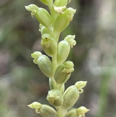 Microtis unifolia at Paddys River, ACT - suppressed