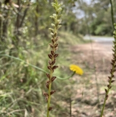 Microtis unifolia at Paddys River, ACT - 21 Jan 2022