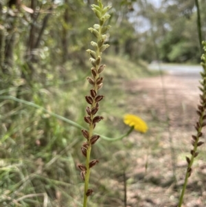 Microtis unifolia at Paddys River, ACT - suppressed