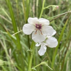 Verbascum blattaria (Moth Mullein) at Tidbinbilla Nature Reserve - 21 Jan 2022 by JaneR