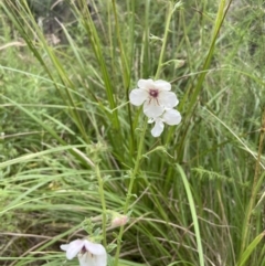 Verbascum blattaria at Paddys River, ACT - 21 Jan 2022