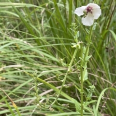 Verbascum blattaria at Paddys River, ACT - 21 Jan 2022