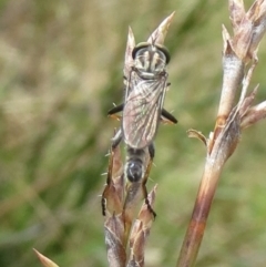 Cerdistus sp. (genus) (Yellow Slender Robber Fly) at The Pinnacle - 22 Jan 2022 by sangio7