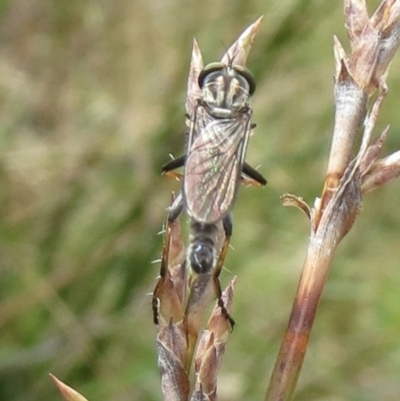 Cerdistus sp. (genus) (Yellow Slender Robber Fly) at Hawker, ACT - 22 Jan 2022 by sangio7