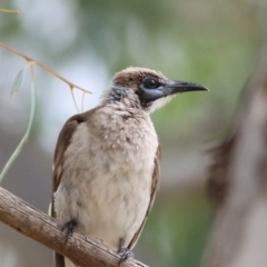 Philemon citreogularis (Little Friarbird) at Wonga Wetlands - 14 Jan 2022 by KylieWaldon