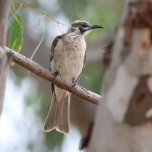 Philemon citreogularis at Splitters Creek, NSW - 15 Jan 2022 08:18 AM